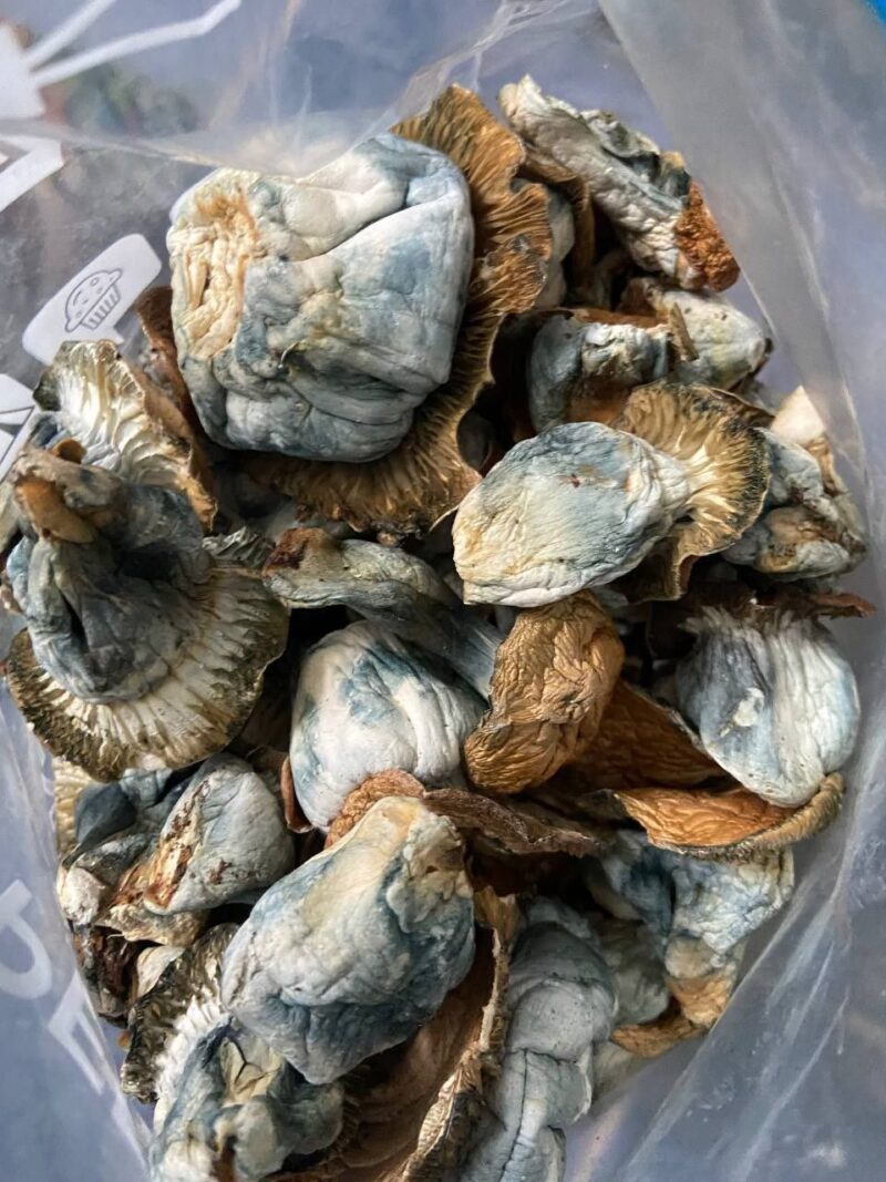 BLUE WHALES Mushroom strains