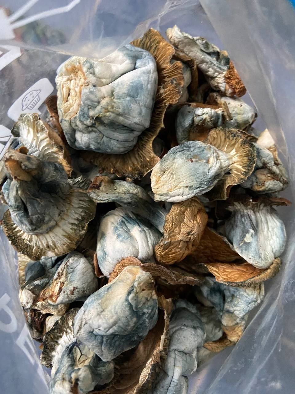 BLUE WHALES Mushroom strains
