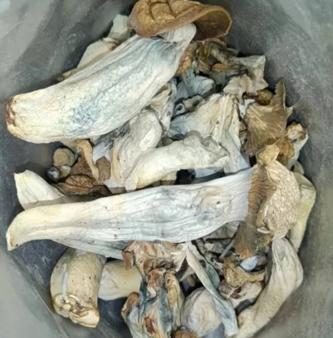 Albino A+ Mushroom strain