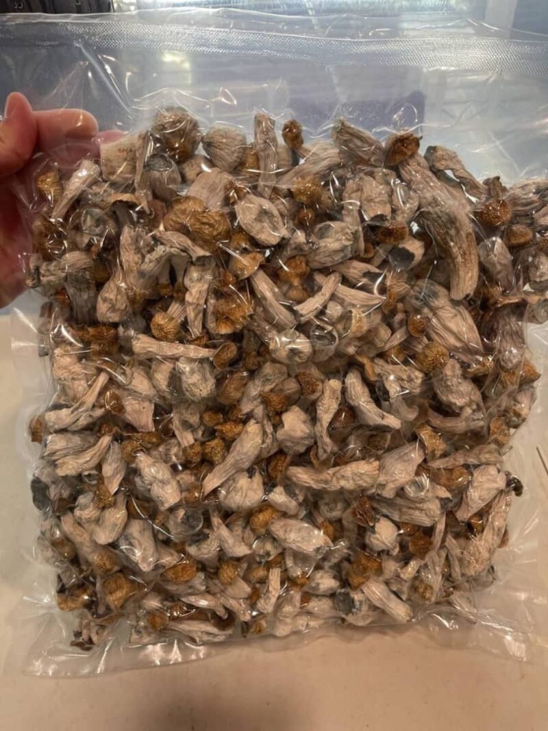 Treasure coast Mushroom strain