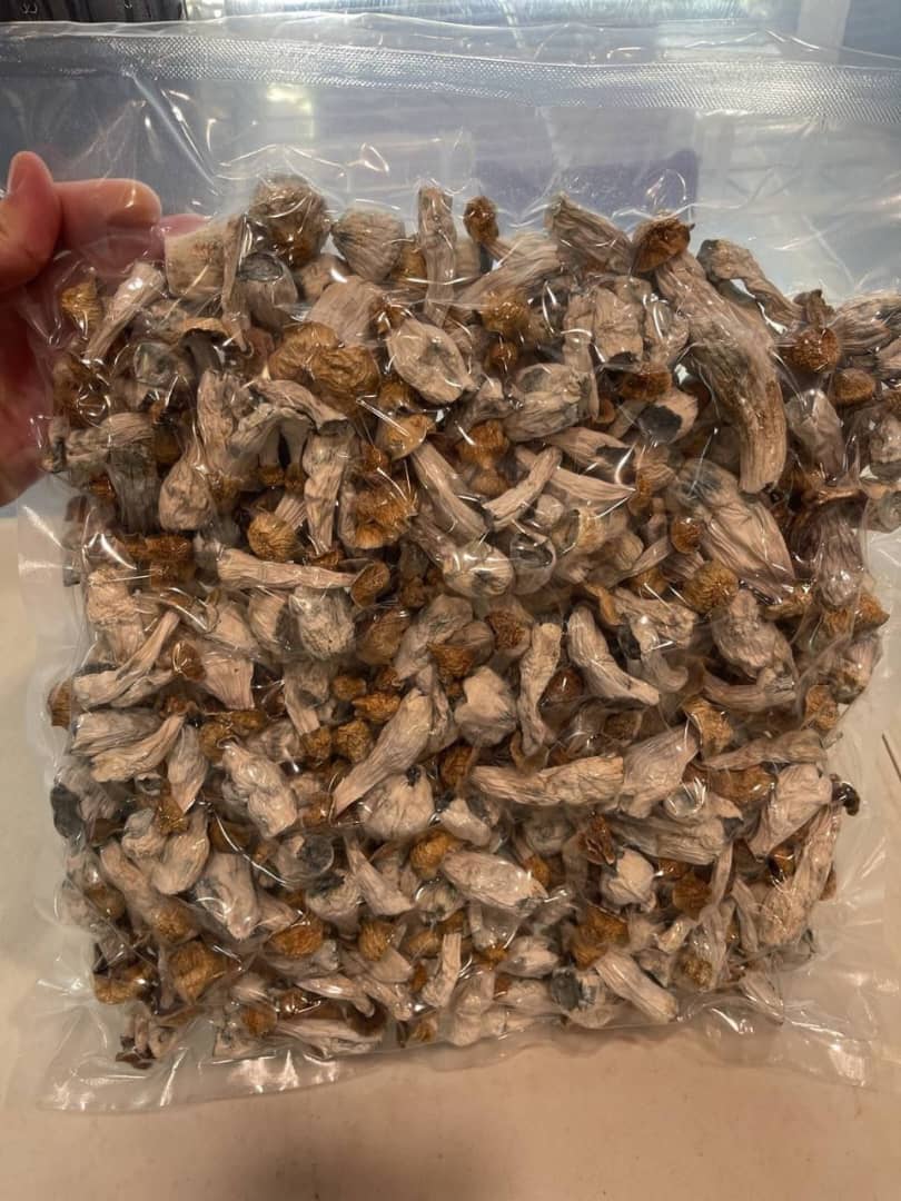 Treasure coast Mushroom strain